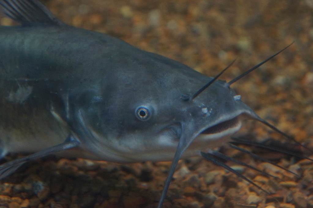 A catfish, for which the Korean word is megi, swims in the ocean